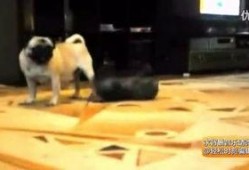 动物搞笑爆料视频大全,动物界的欢乐时光大盘点